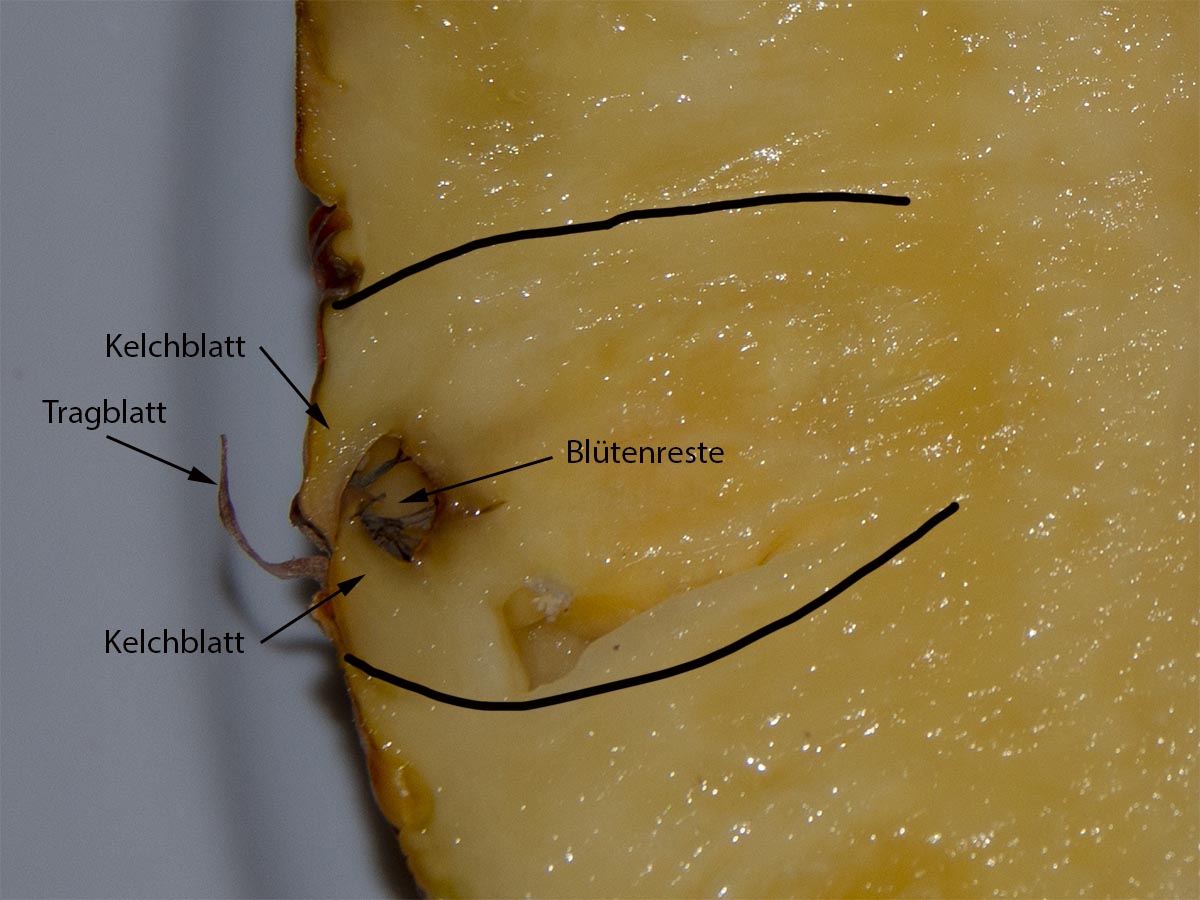 Ananas comosus